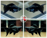 1 Pair - Live Molly Fish - Black Dark Night  Ballon Lyretail